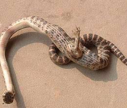 snake with foot found in china