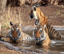 departmental idling heavily on the lives of tigers