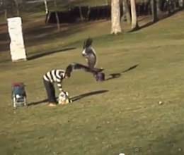 eagle snatches kid