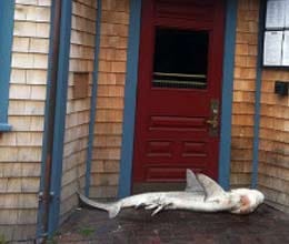 shark found at pub door