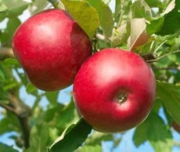 woman buy 2 apple in 1200 dollars