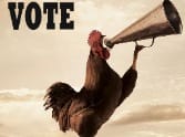 councillors devided into many groups before election