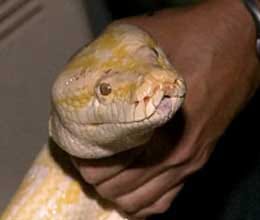 snake killed children canada 