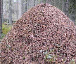 virginia man rolls car onto ant hill