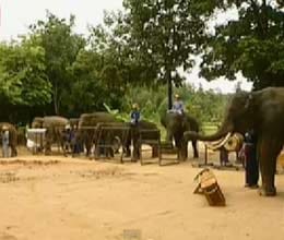 thai elephant orchestra 