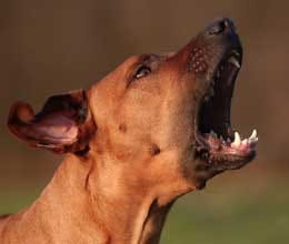 dog saved 70 lives in himachal