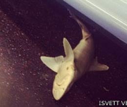 shark found in train