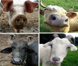 aadhar cards for pig, cow, goats 