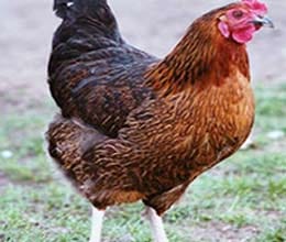 Man caught having sex with chicken