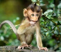 goat and monkey