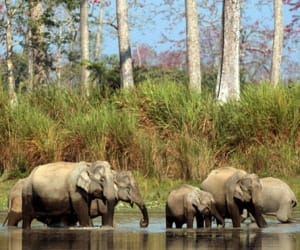 occupation in rajaji park