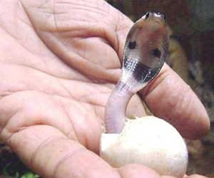 interesting facts of cobra 