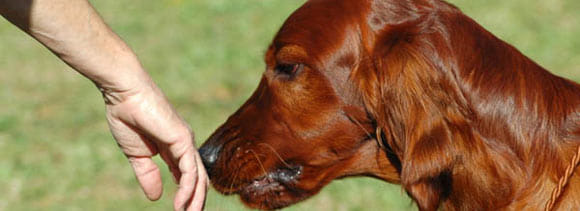 dogs can sniff ovarian cancer