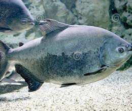Pacu, testicle-biting fish