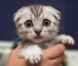 man had sex with cat multiple times