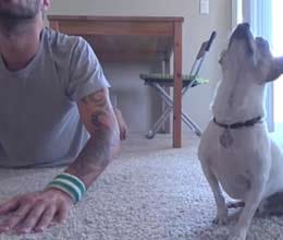 meet the yoga  dog