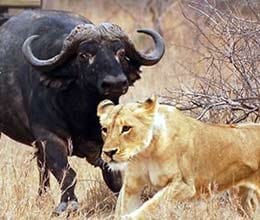 buffalos saves sheherd from the pounch of tigress