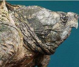 hunting a turtle after attack on boy in germany