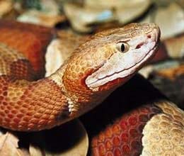 Copperhead bites itself!