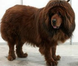 china zoo presented hairy dog as lion