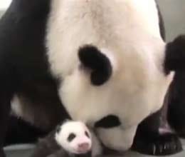baby panda first time met with mother