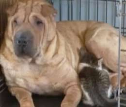 see dog nurse stray kitten