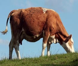power cut are caused by cow