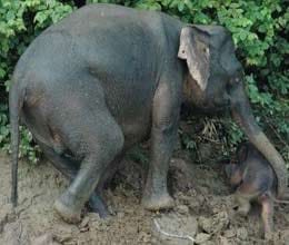 elephant saves calf from drowning in river