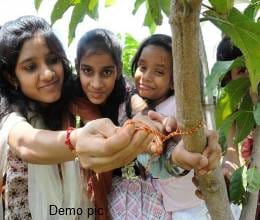 students tied rakhi of trees