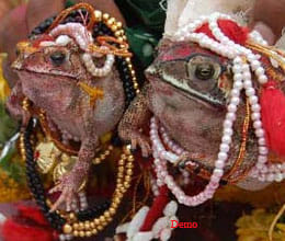 marriage of frogs