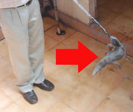 dangerous lizard in faridabad