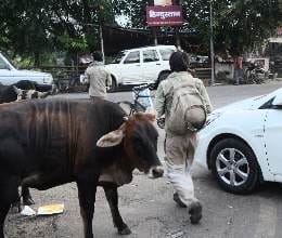 stray animal on the road
