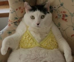 Cat stealing female neighbors’ underwear