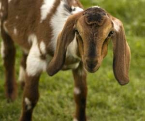 man banned from all farms in united kingdom