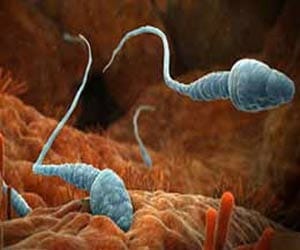 female sperm and male eggs may be possible