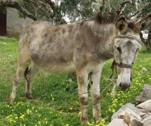 Four men caught gang raping a donkey