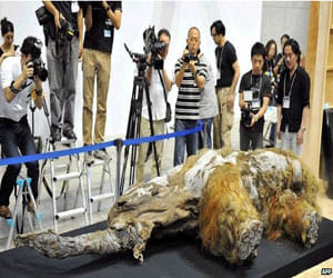 species-extinct-again-on-earth