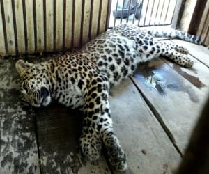 leopard death in gairsain.