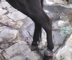 doctors save mule's life