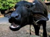 7 animal dead in greater noida