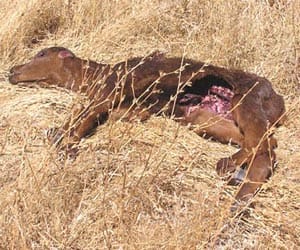 boy pushes his hand in the behind of a calf to steal its liver