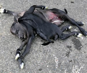 this calf has 8 legs, 4 ears, 2 bodies and one head