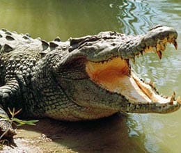 crocodile entered the house
