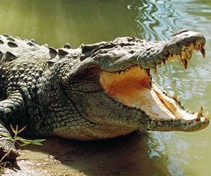 women jumped into pond, crocodile splits her into two