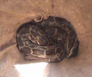 two python in well