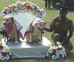 dog wedding in srilanka 