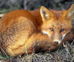  Man Cuddles with fox, thinking it's his girlfriend