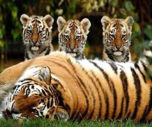 tiger in rajaji park 