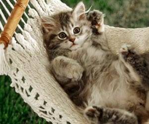 lazy cat gets  shoulder massage