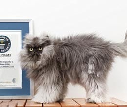 Colonel Meow sets world record